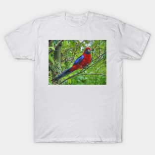 Crimson Rosella at Lamington T-Shirt